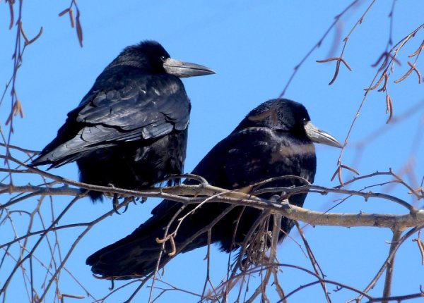 Грачиные гнезда на деревьях