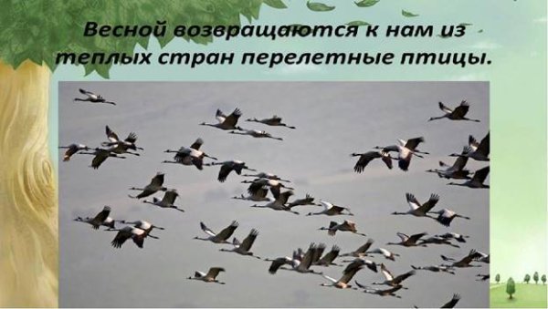 Стая грачей