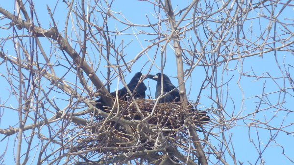 Весна Грачи прилетели