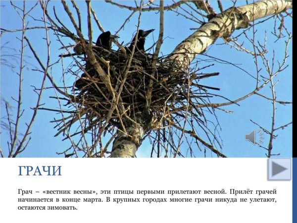 Возвращение перелетных птиц