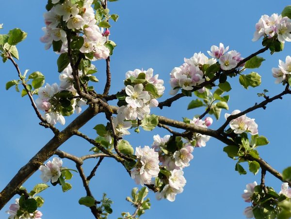 Цветущие яблони Кубань
