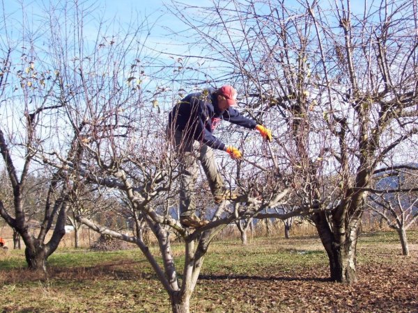 Рисование яблоня с золотыми яблоками в волшебном саду