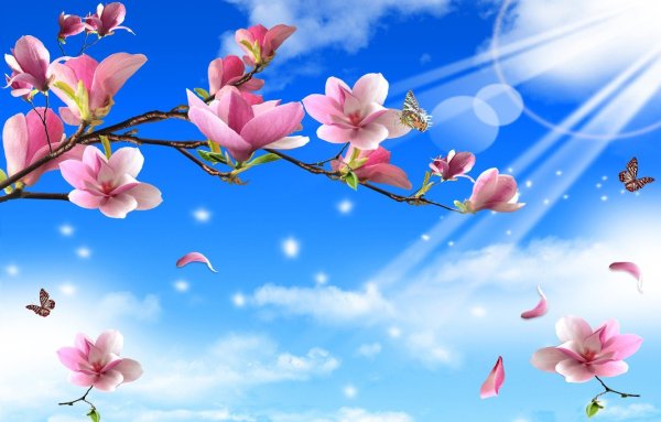 Черри блоссом