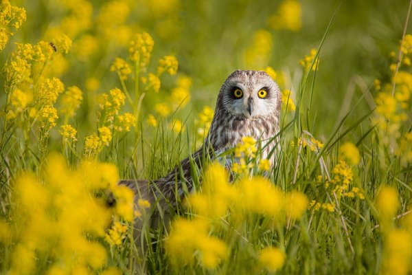 Сова National Geographic