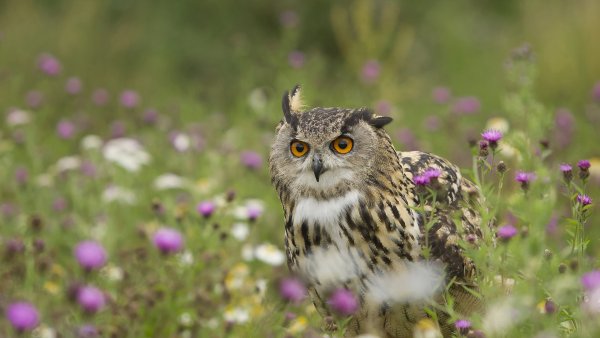 Европейский Филин (Bubo Bubo)