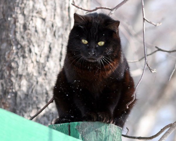 Черная кошка Весна