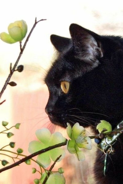 Весенний черный кот