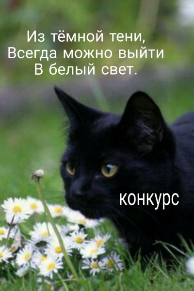 Весенний черный кот