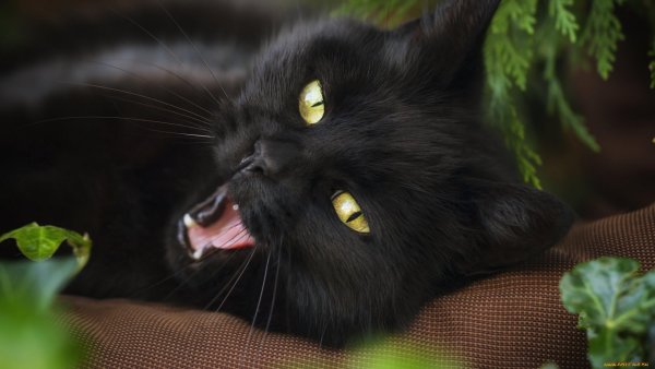 Чёрный кот