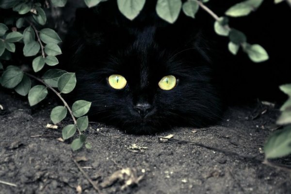 Красивые черные коты