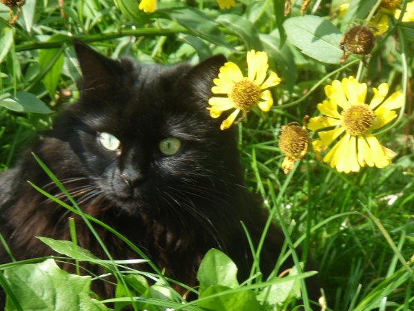 Черный котенок с цветами