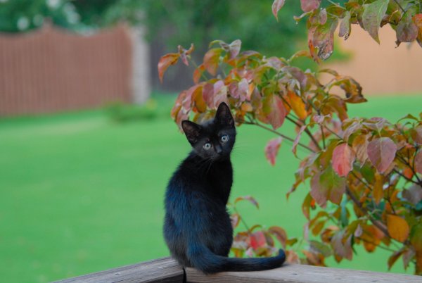 Черная кошка