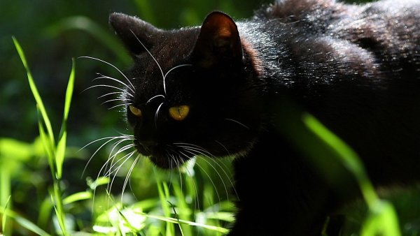 Черные коты