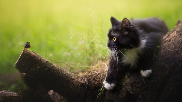 Кошка на природе