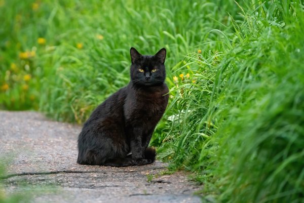 Камышёвая чёрная кошка