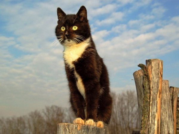 Черный кот на заборе