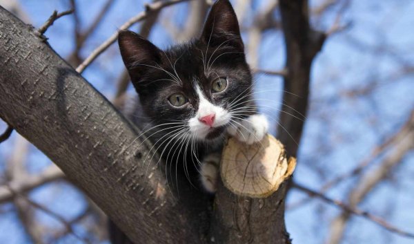 Черная кошка