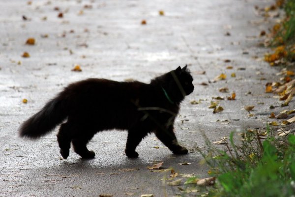 Черный котенок