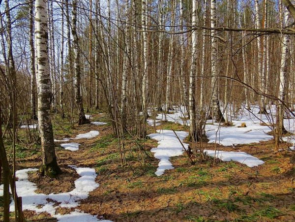 Ранняя Весна