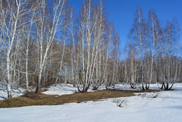 Весна в лесу апрель