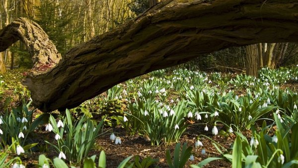 Весенний лес