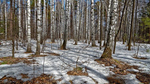 Весенний лес