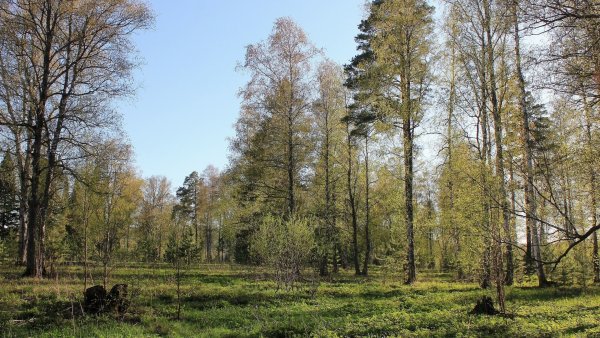 Весна в лесу