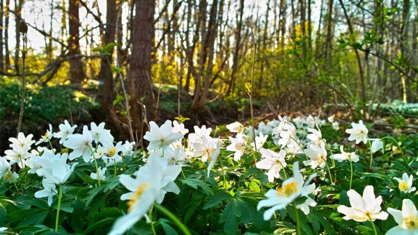 Ветреница Поляна