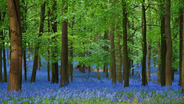 Весенний лес обои на рабочий стол