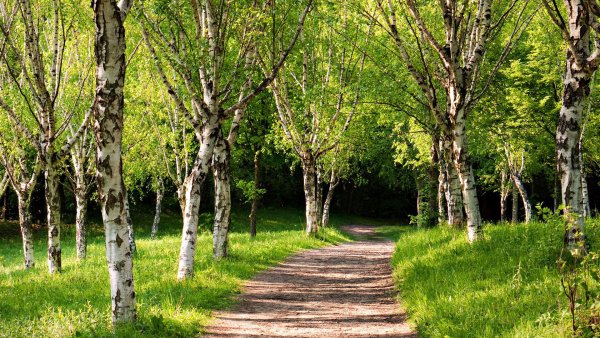 Берёзовая роща в Ростове на Дону