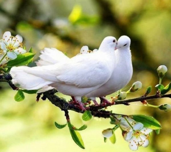 Голубь с веточкой