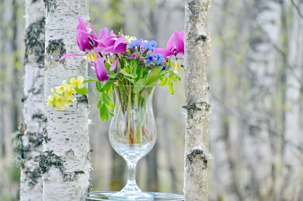 Весна Верба