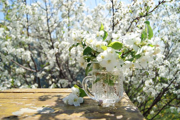 Первоцветы подснежники