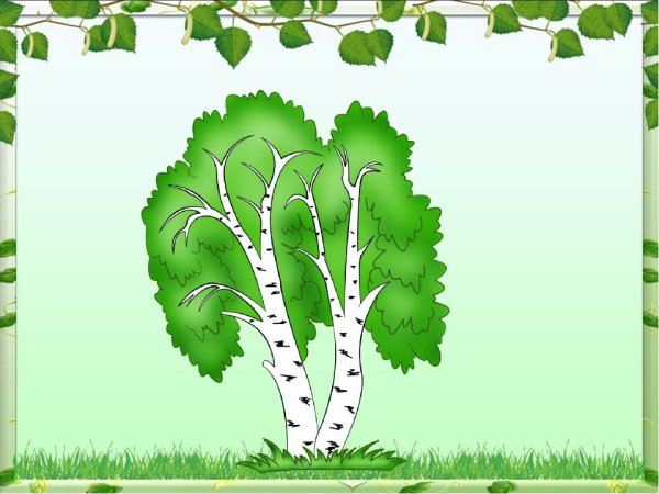 Береза для дошкольников