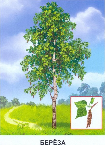 Береза в детском саду