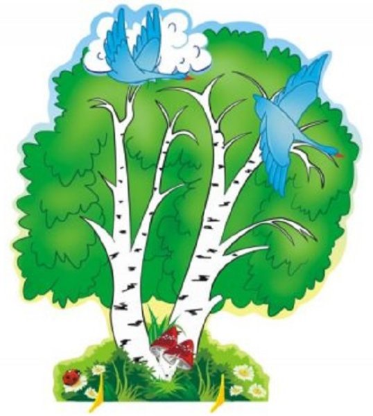 Береза для стенда