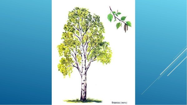 Лиственные деревья береза