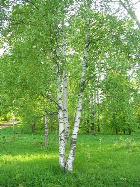 Береза рисунок