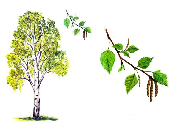 Рисование березы в старшей группе