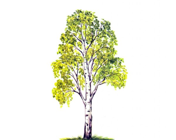 Береза весной