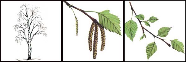 Рисование осенние Берёзки