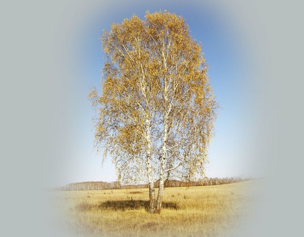 Береза осенью рисунок карандашом