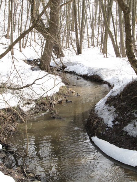 Журчащий весенний ручей