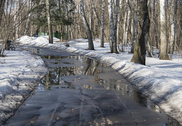 Таяние снега весной в лесу