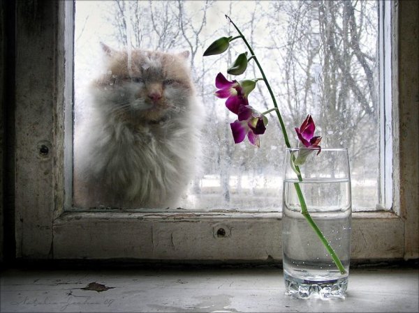 Весенний дождь