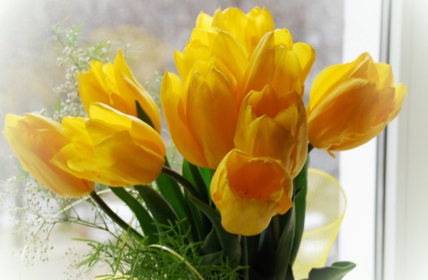 Тюльпаны с пожеланиями доброго утра и хорошего