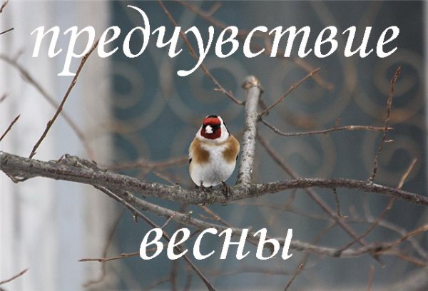 Февраль предчувствие весны