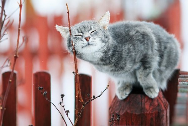 Радостного утра весны