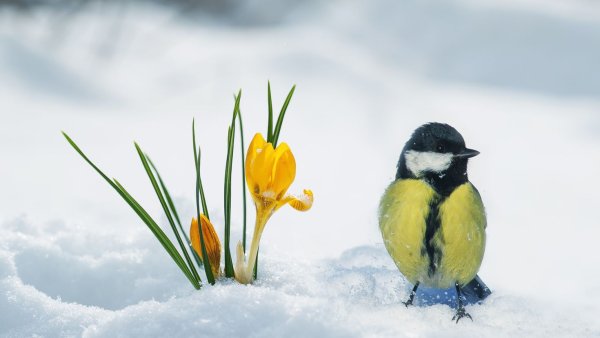 Весна картинки с надписями