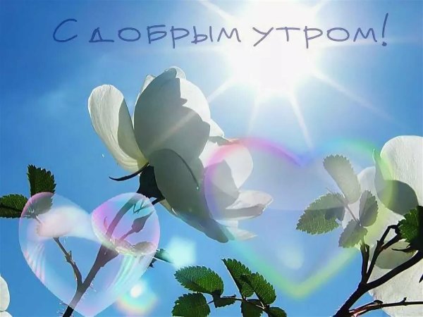 Открытки с добрым утром с природой